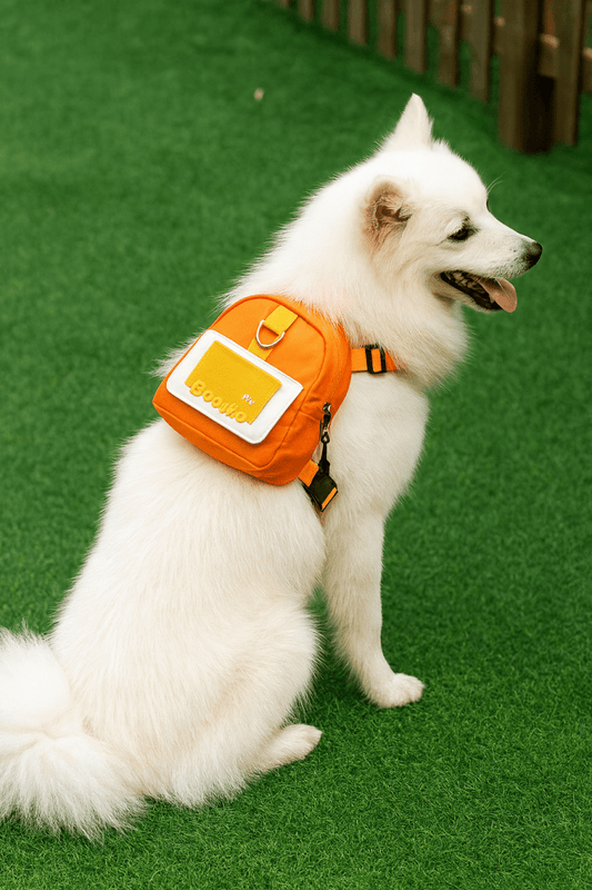 Kit Zampa Go – Edizione Limitata Petamys - Petamys