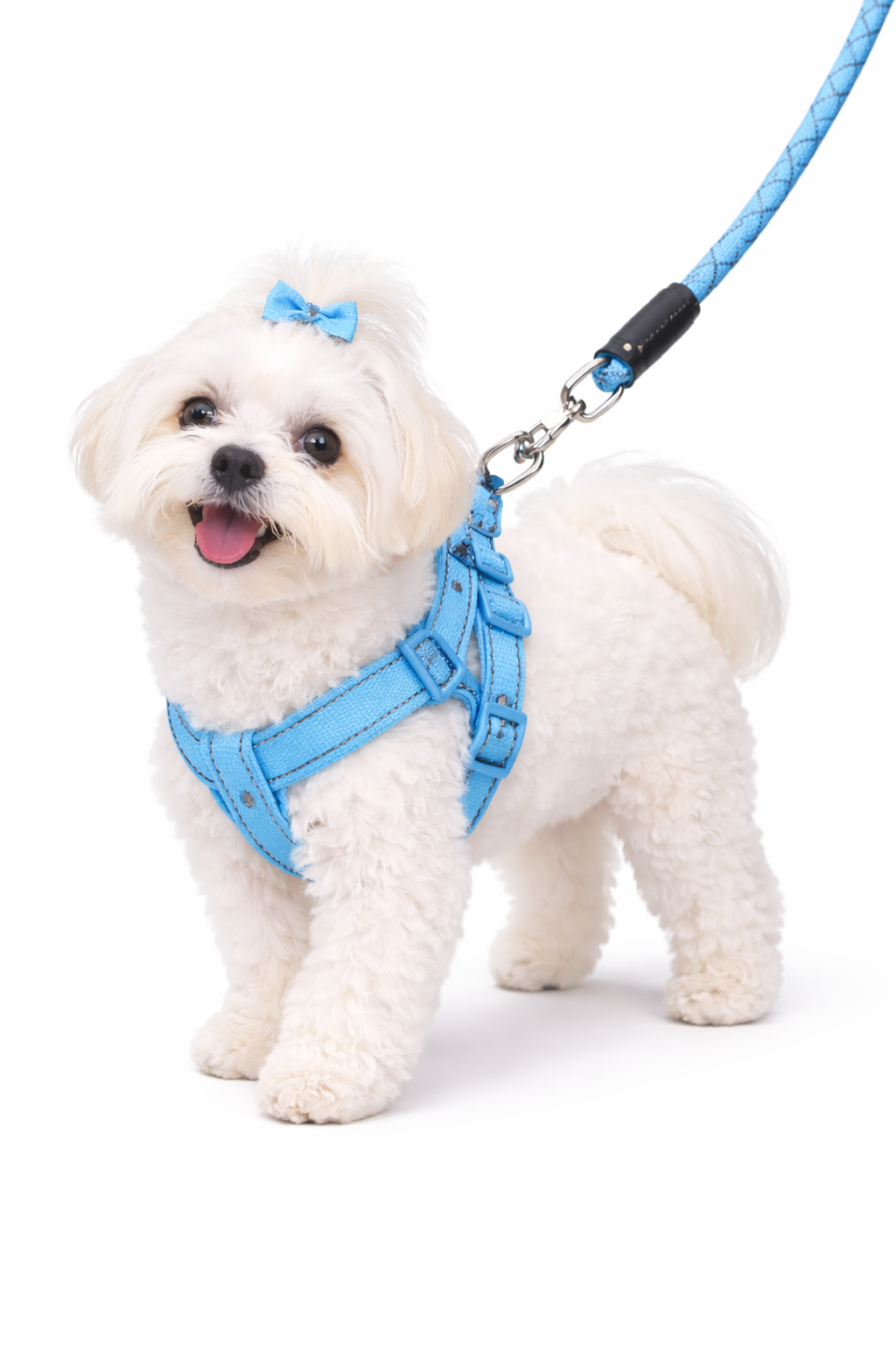 Pettorina Regolabile per Cane con Guinzaglio Resistente - Set ComfortWalk™ Petamys Edition